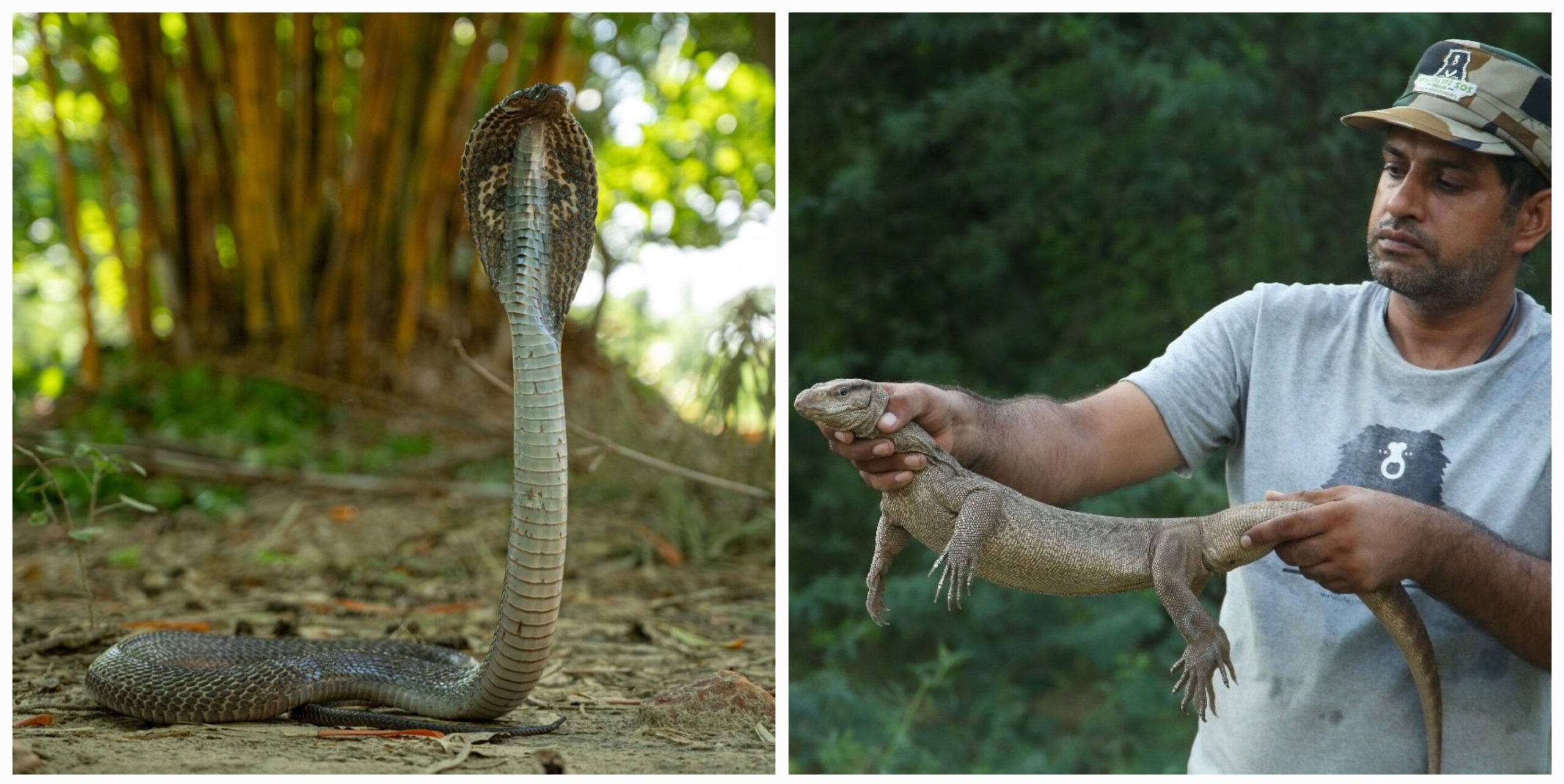 शहरीकरण की भेंट चढ़े जंगल, वाइल्डलाइफ एसओएस ने एक महीने में 120 से ज़्यादा ज़हरीले कोबरा और विशाल अजगर सहित सरीसृपों को बचाया