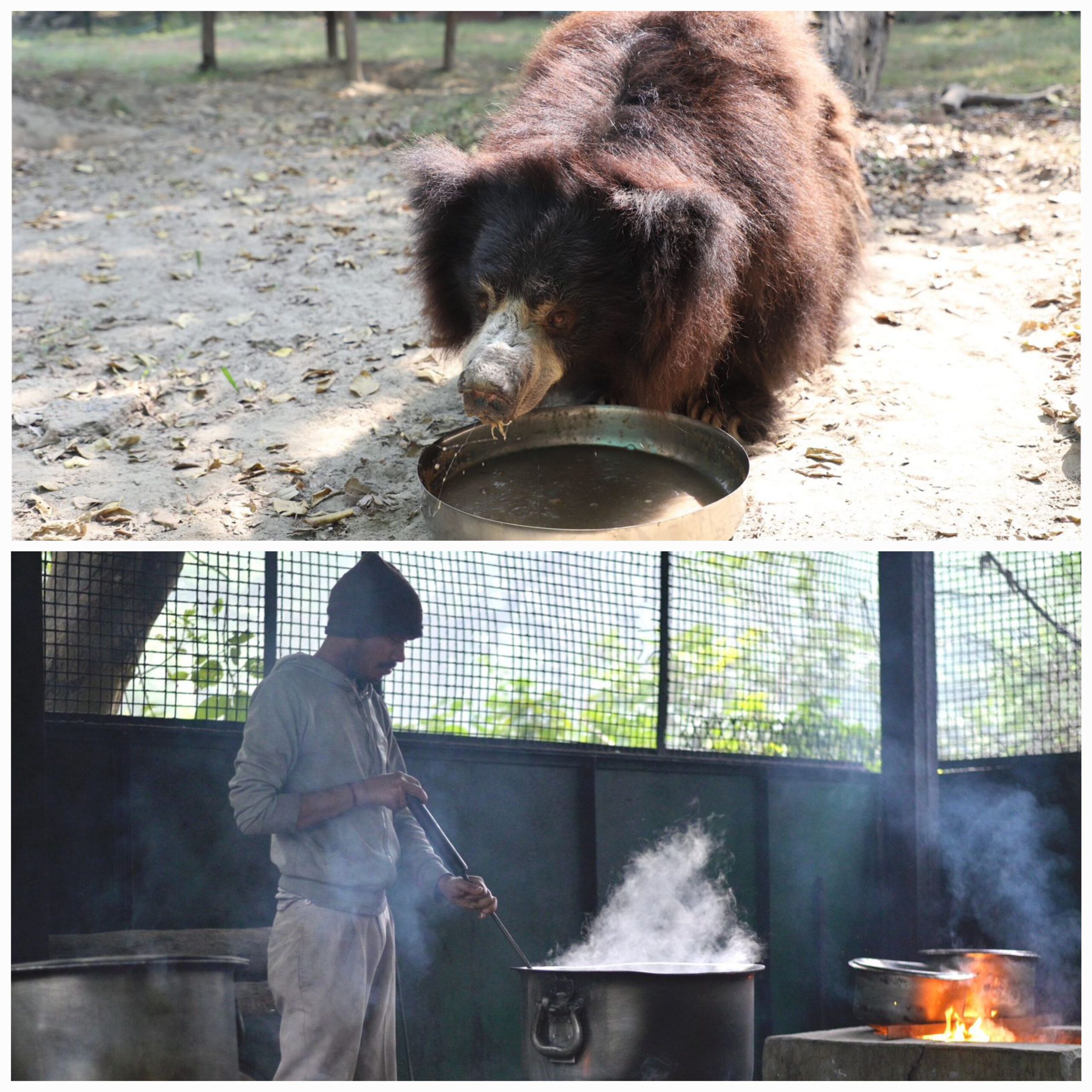 वन्यजीव एसओएस का खास दलिया: जानें कैसे एक साधारण व्यंजन बन गया पुनर्वास का आधार