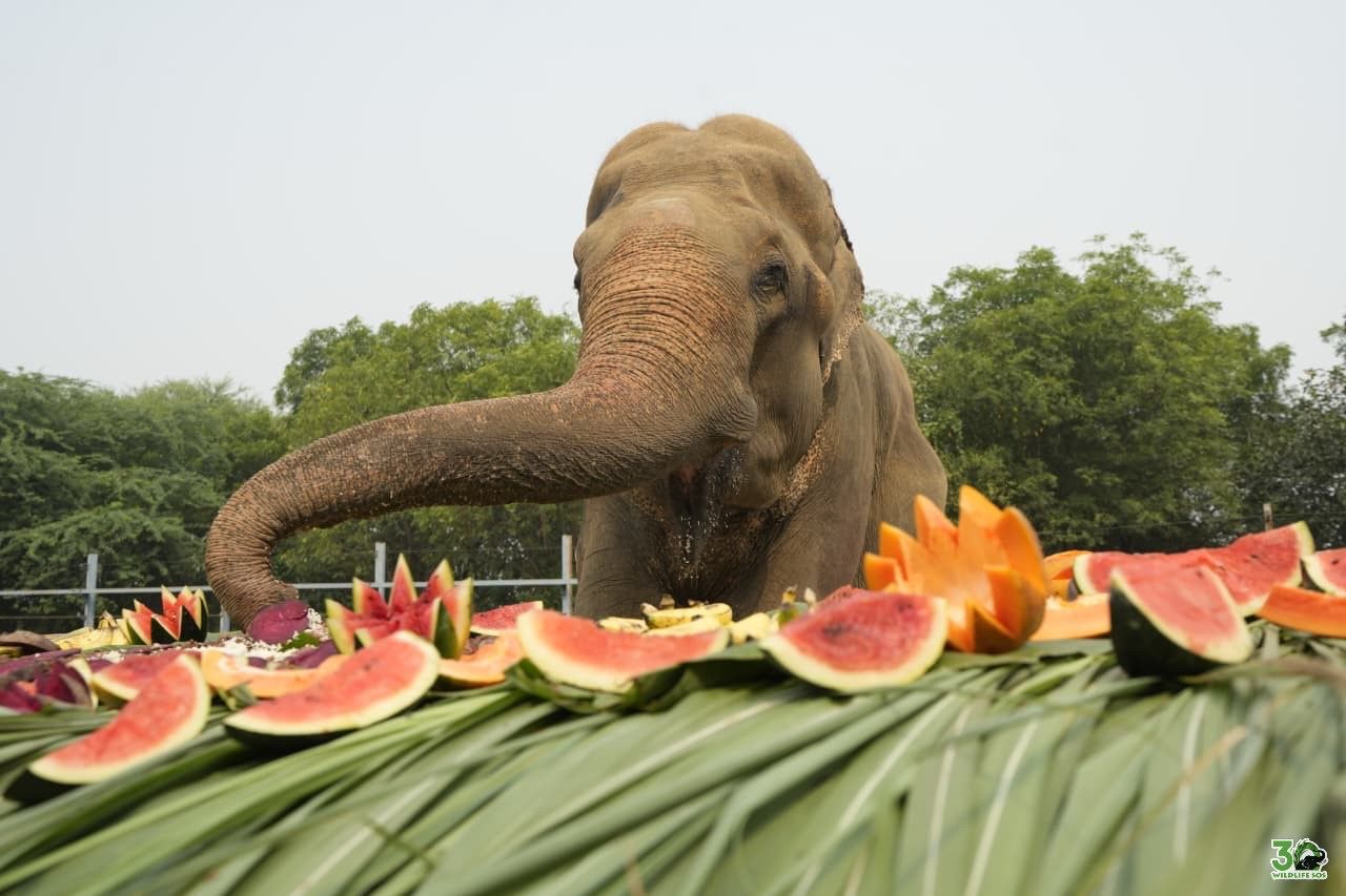 15 साल की आज़ादी: ट्रक एक्सीडेंट में घायल ‘भोला’ हाथी ने क्रूरता को हराकर रची आत्मविश्वास की नई कहानी