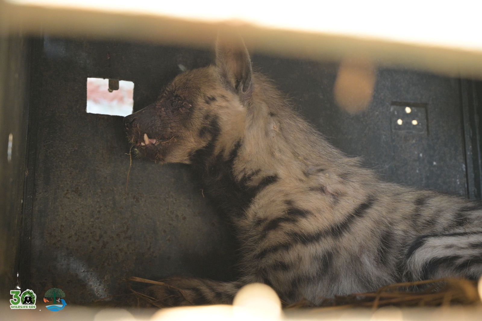 संयुक्त अभियान में बचाई गई घायल मादा लकड़बग्घे की जान: आगरा में वाइल्डलाइफ एसओएस और वन विभाग ने किया चमत्कार