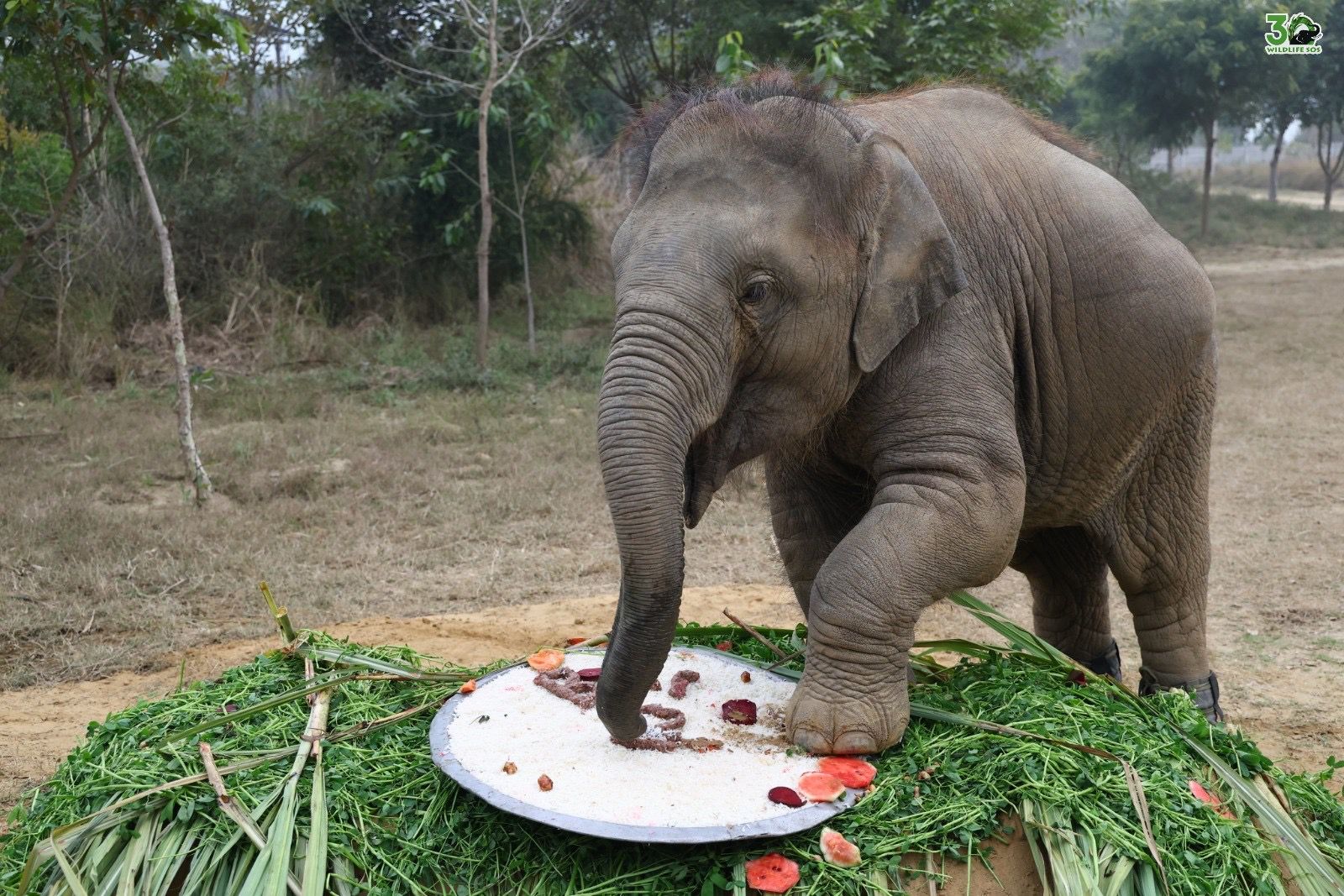 मौत को मात देकर खड़ी हुई हथिनी ‘बानी’: ट्रेन हादसे के दो साल बाद संघर्ष और जीत की अद्भुत दास्तां