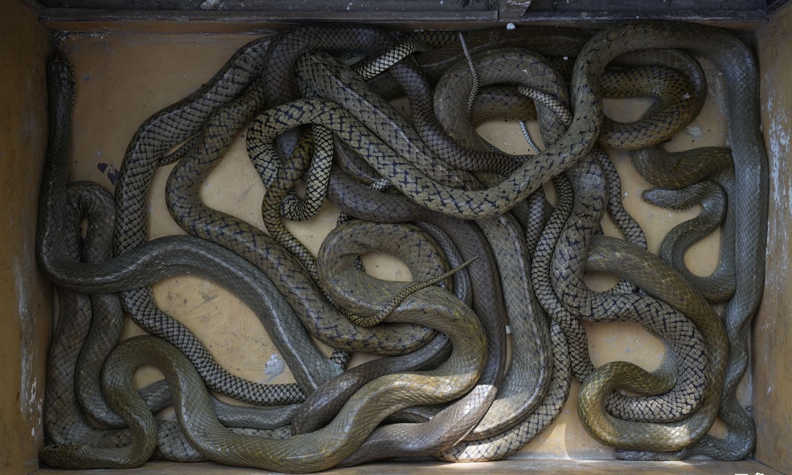 ​आगरा में मंदिर निर्माण स्थल पर निकले 7 विशालकाय सांप, ग्रामीणों में मचा हड़कंप; वाइल्डलाइफ SOS ने किया सुरक्षित रेस्क्यू