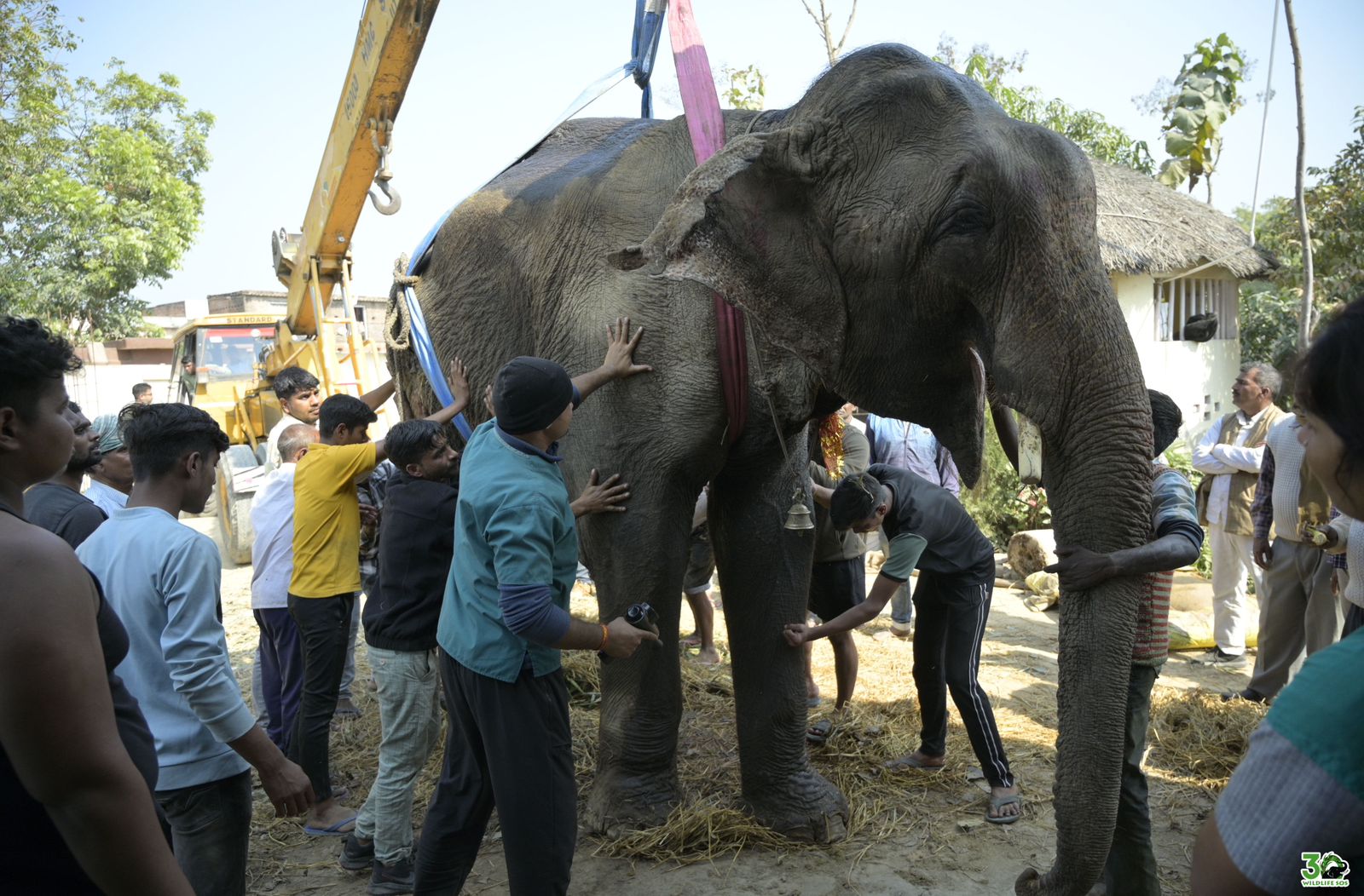 अंधेरे से आज़ादी की ओर: भीख मांगने की बेड़ियों से मुक्त हाथी ‘मनु’ ने मनाया खुशियों का एक साल