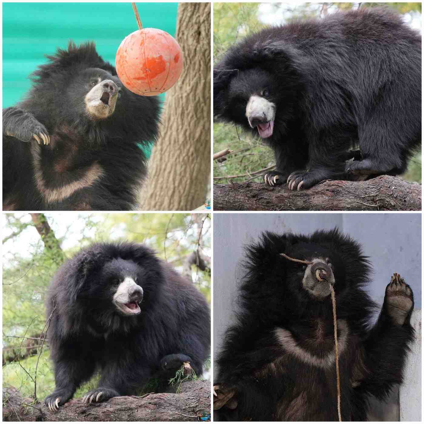 जंजीरों से आजादी: झारखंड में ‘डांसिंग’ व्यापार से बचाई गई मादा भालू ‘ग्रेसी’ को आगरा में मिला नया जीवन