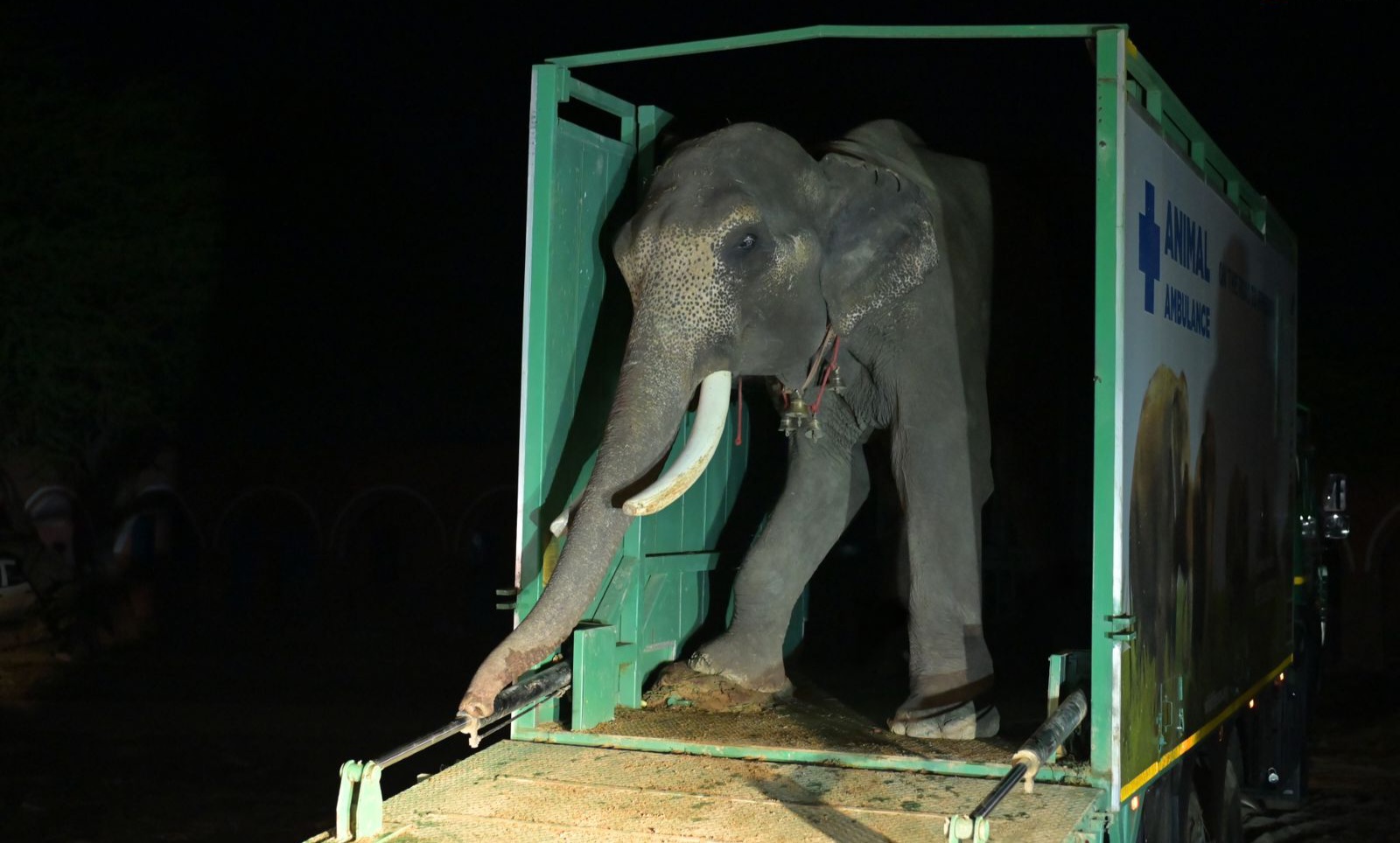 सड़कों पर भीख मांगने की गुलामी से आज़ाद हुआ हाथी ‘वीर’, UP वन विभाग और वाइल्डलाइफ SOS ने चलाया बड़ा रेस्क्यू ऑपरेशन