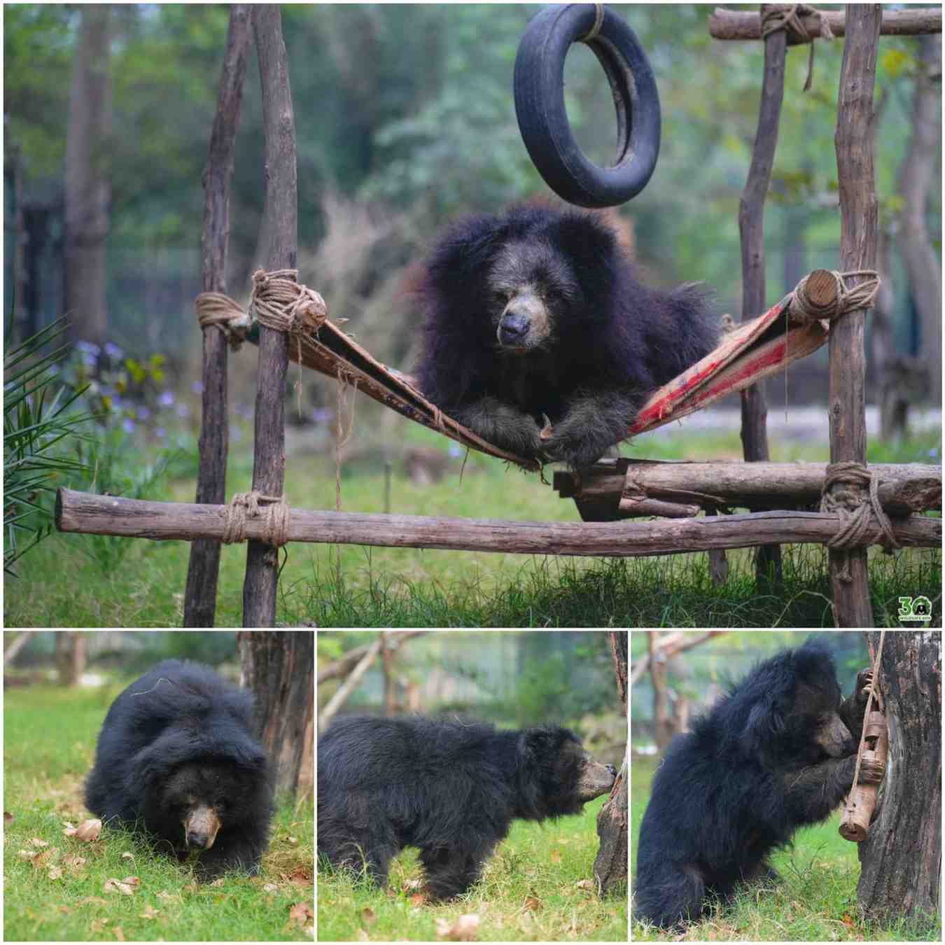 सड़कों पर नाचने की मजबूरी से सम्मानजनक विदाई तक: आगरा की सबसे उम्रदराज भालू ‘चमेली’ ने दुनिया को कहा अलविदा