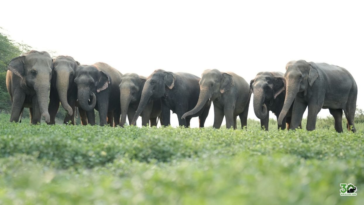 हाथी बचाओ दिवस: पर्यटन की चकाचौंध के पीछे छिपी हाथियों के आँसुओं की दर्दनाक दास्तां