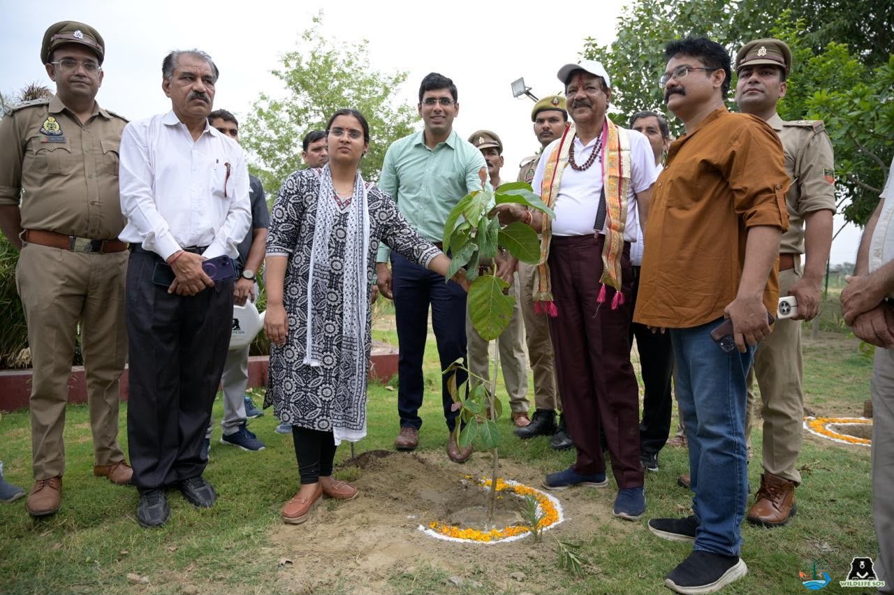 विश्व पर्यावरण दिवस: वाइल्डलाइफ एसओएस ने मथुरा में लगाया 2000 पौधों का ‘महा-उपवन’, नुक्कड़ नाटक और कला से युवाओं ने भरी हुंकार